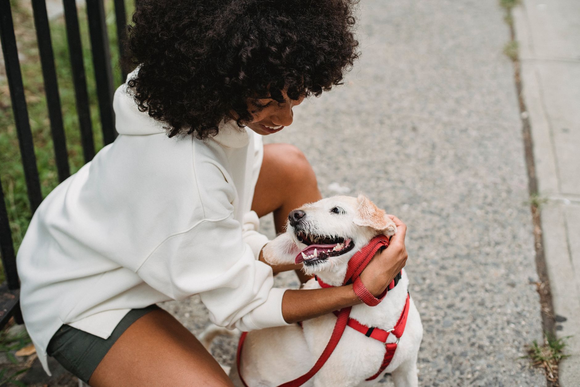 Detroit Pet Owners Guide: Leash Rules, DACC Licensing and Local Spots